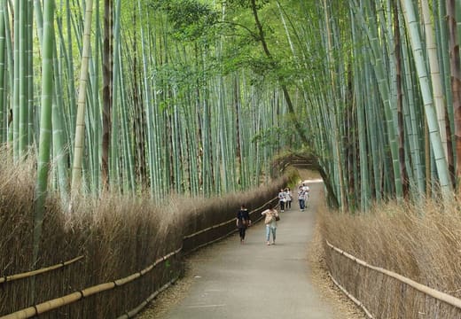 Walkers on the long straight path between brushwood fences in the Arashiyama bamboo grove