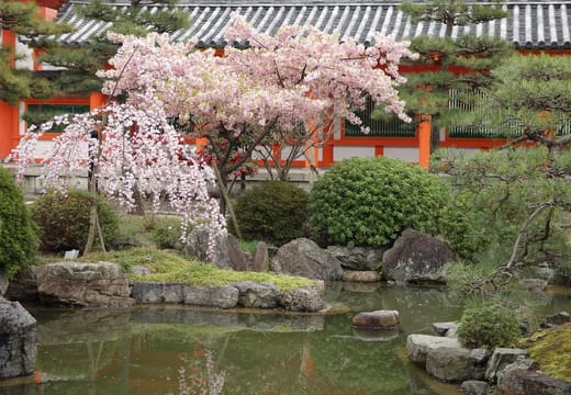 A weeping cherry in bloom above the garden pond at Sanjusangen-do, backed by a vermilion wall
