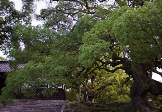 One of the giant camphor trees spreading over the entrance wall of Shoren-in, Kyoto