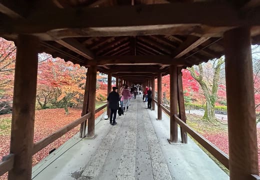 Inside the covered Tsutenkyo bridge at Tofuku-ji with red maples on both sides