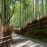 Arashiyama Bamboo Grove