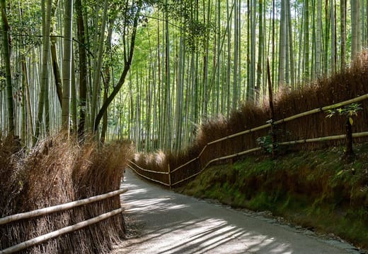 The walking path through the tall green stalks of the Arashiyama bamboo grove