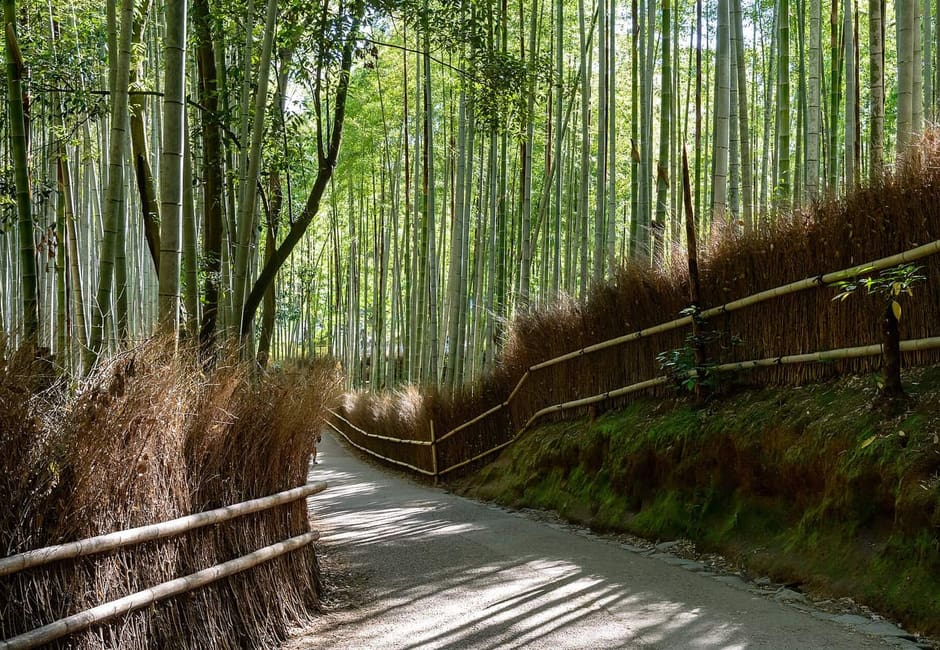 Arashiyama Bamboo Grove, Arashiyama, Kyoto