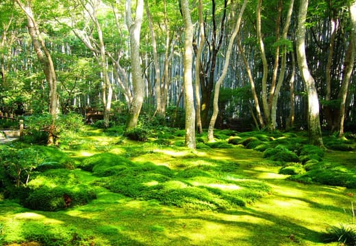 Gio-ji