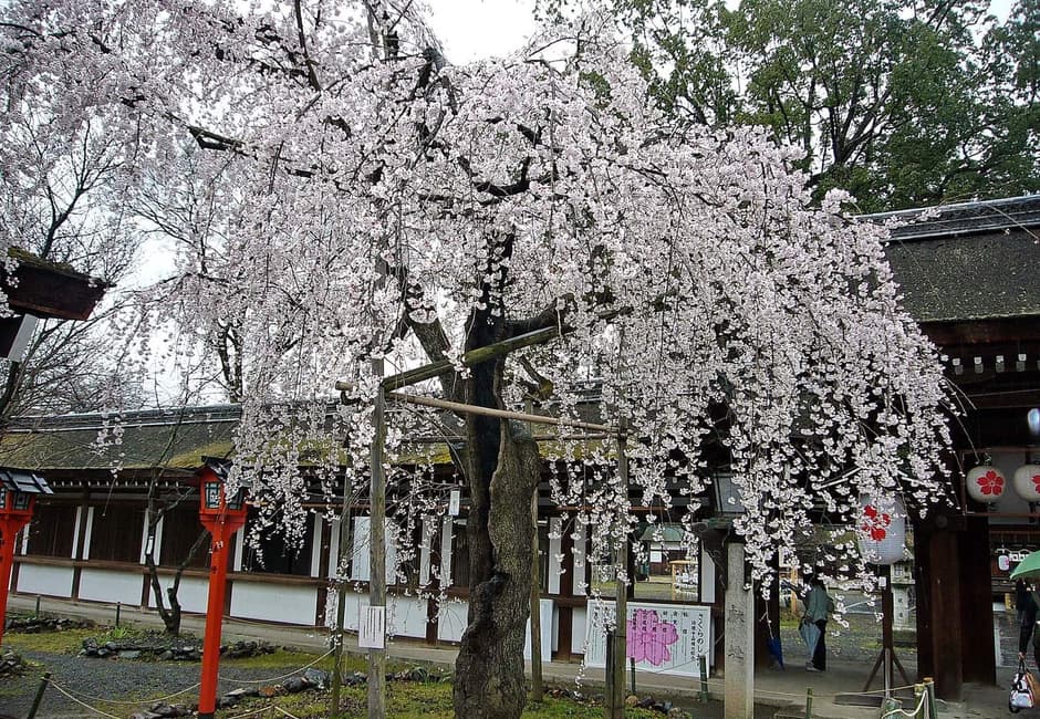 Cherry trees in bloom in front of the halls of Hirano Shrine