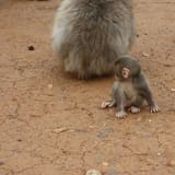 Iwatayama Monkey Park