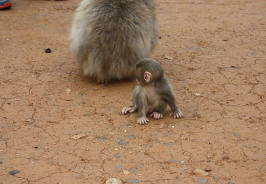 Iwatayama Monkey Park