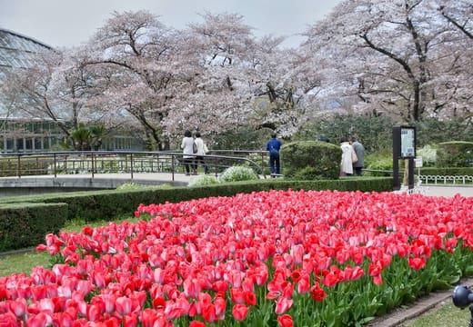 Kyoto Botanical Gardens