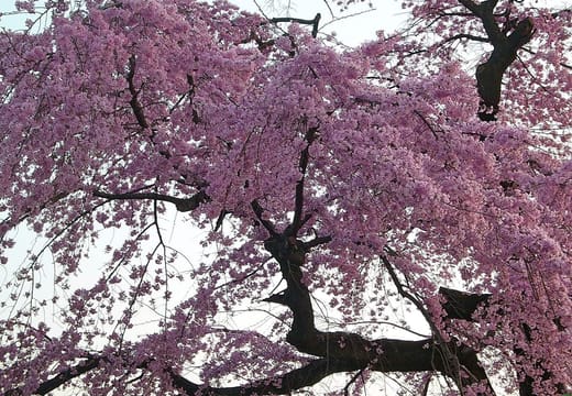 Maruyama Park