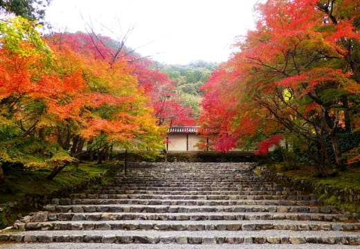 Nison-in