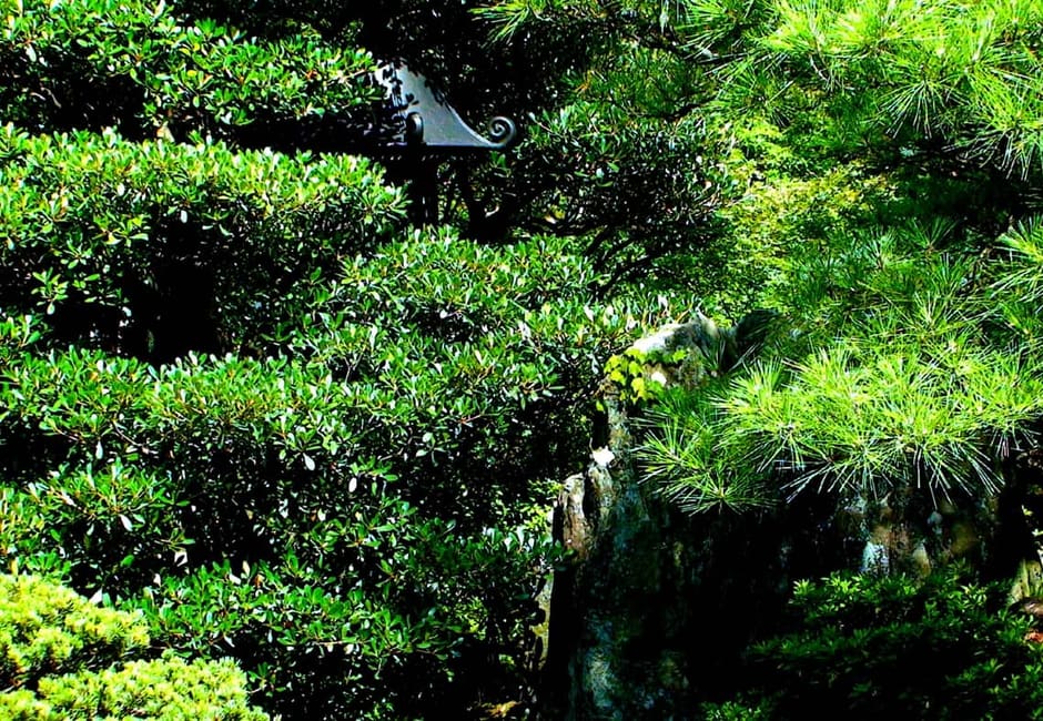 Old pine trees leaning over the pond in the Sento Imperial Palace garden