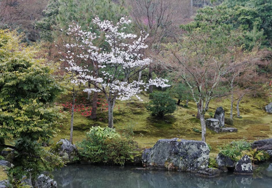 The Sogenchi pond garden of Tenryu-ji with rocks and a cherry tree in bloom
